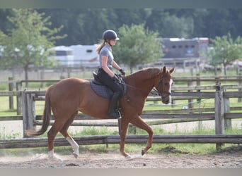 Pur-sang anglais, Jument, 8 Ans, 165 cm, Alezan