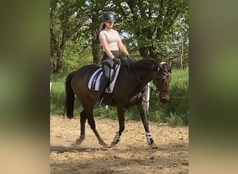 Pur-sang anglais, Jument, 8 Ans, 165 cm, Bai brun
