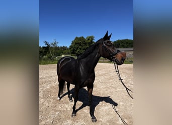 Pur-sang anglais, Jument, 8 Ans, 165 cm, Noir