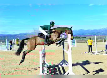 Pur-sang anglais, Jument, 8 Ans, 168 cm, Bai brun