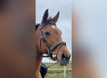 Pur-sang anglais, Jument, 8 Ans, Bai