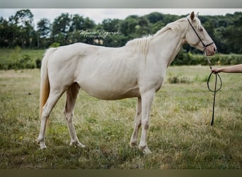 Pur-sang anglais, Jument, 9 Ans, 153 cm, Cremello