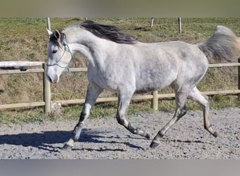 Pur-sang anglais, Jument, 9 Ans, 160 cm, Gris