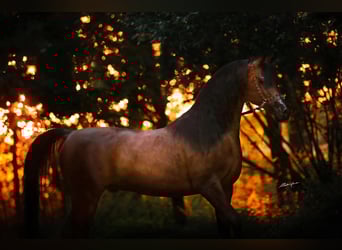 Pur-sang arabe, Étalon, 10 Ans, 157 cm, Bai brun