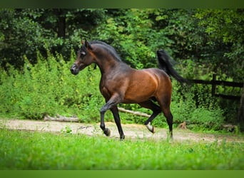 Pur-sang arabe, Étalon, 10 Ans, 157 cm, Bai brun