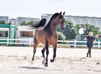 Pur-sang arabe, Étalon, 10 Ans, 157 cm, Bai brun