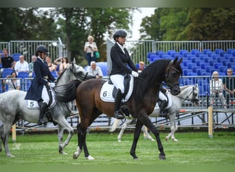 Pur-sang arabe, Étalon, 10 Ans, 157 cm, Bai brun