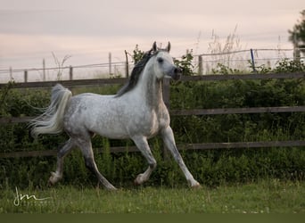 Pur-sang arabe, Étalon, 12 Ans, 153 cm, Gris moucheté