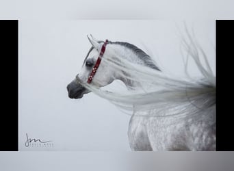 Pur-sang arabe, Étalon, 12 Ans, 153 cm, Gris moucheté