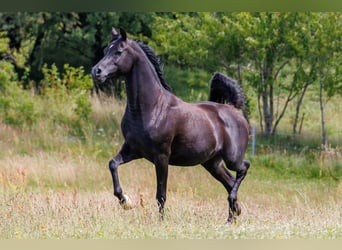 Pur-sang arabe, Étalon, 13 Ans, 158 cm, Noir