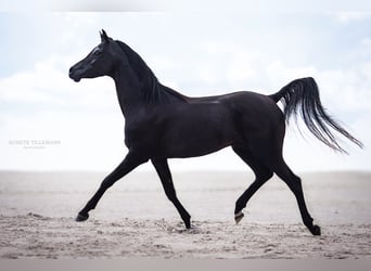 Pur-sang arabe, Étalon, 13 Ans, 158 cm, Noir