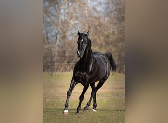 Pur-sang arabe, Étalon, 13 Ans, 158 cm, Noir