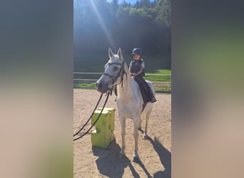 Pur-sang arabe, Étalon, 14 Ans, 150 cm, Gris moucheté