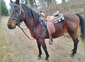 Pur-sang arabe, Étalon, 15 Ans, 148 cm, Bai brun