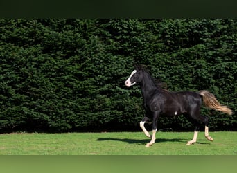 Pur-sang arabe, Étalon, 1 Année, 150 cm, Noir