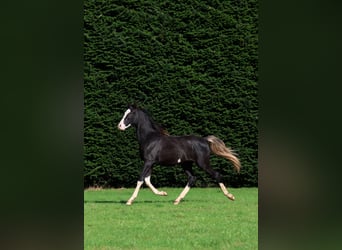 Pur-sang arabe, Étalon, 1 Année, 150 cm, Noir