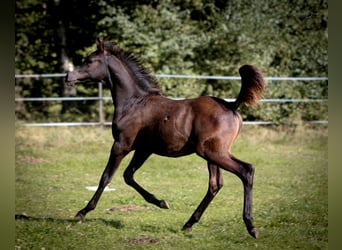 Pur-sang arabe, Étalon, 1 Année, 155 cm, Noir