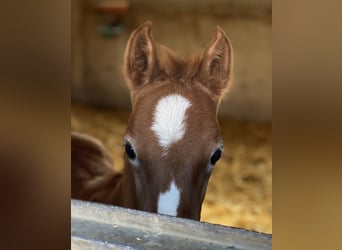 Pur-sang arabe, Étalon, 1 Année, 156 cm, Gris