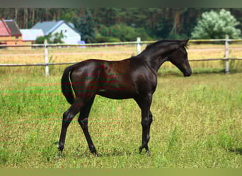 Pur-sang arabe, Étalon, 1 Année, 158 cm, Noir
