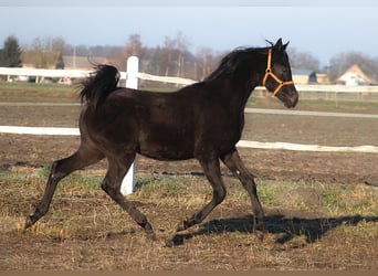 Pur-sang arabe, Étalon, 1 Année, 161 cm, Noir