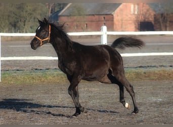 Pur-sang arabe, Étalon, 1 Année, 161 cm, Noir