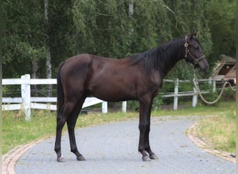 Pur-sang arabe, Étalon, 1 Année, 162 cm, Noir