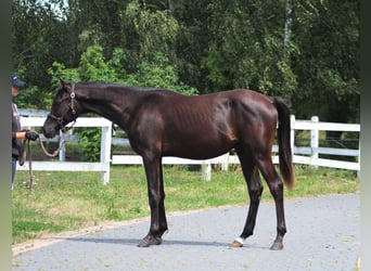 Pur-sang arabe, Étalon, 1 Année, 162 cm, Noir