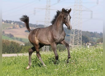 Pur-sang arabe, Étalon, 1 Année, Gris