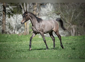 Pur-sang arabe, Étalon, 1 Année, Gris