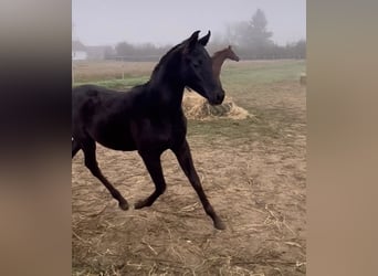 Pur-sang arabe, Étalon, 1 Année, Noir