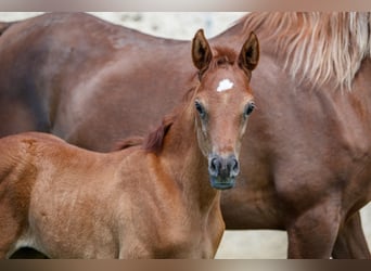 Pur-sang arabe, Étalon, 1 Année, Peut devenir gris