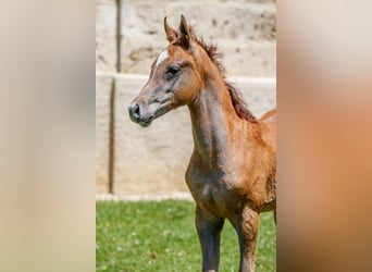 Pur-sang arabe, Étalon, 1 Année, Peut devenir gris