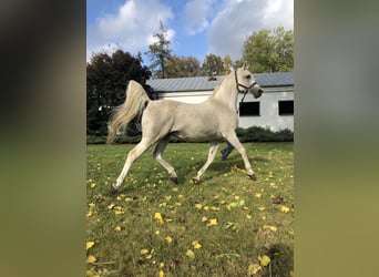 Pur-sang arabe, Étalon, 21 Ans, Gris