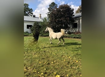 Pur-sang arabe, Étalon, 21 Ans, Gris