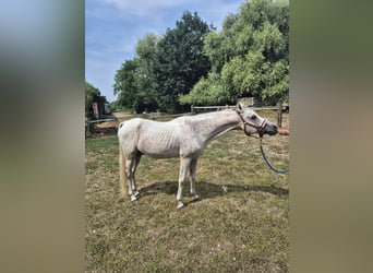Pur-sang arabe, Étalon, 22 Ans, 150 cm, Gris moucheté