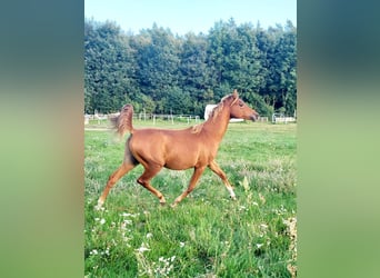 Pur-sang arabe, Étalon, 2 Ans, 142 cm, Alezan brûlé