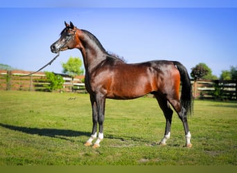 Pur-sang arabe, Étalon, 2 Ans, 149 cm, Bai brun
