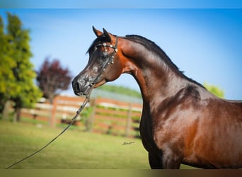 Pur-sang arabe, Étalon, 2 Ans, 149 cm, Bai brun