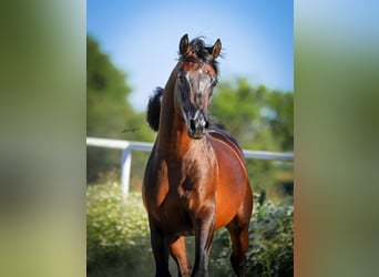 Pur-sang arabe, Étalon, 2 Ans, 149 cm, Bai brun