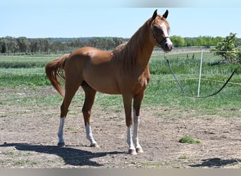 Pur-sang arabe, Étalon, 2 Ans, 150 cm, Alezan brûlé