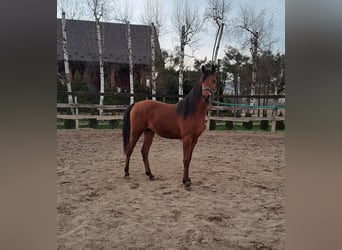 Pur-sang arabe, Étalon, 2 Ans, 151 cm, Bai cerise