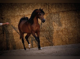 Pur-sang arabe, Étalon, 2 Ans, 152 cm, Alezan brûlé