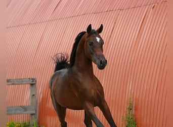 Pur-sang arabe, Étalon, 2 Ans, 152 cm, Bai cerise