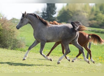 Pur-sang arabe, Étalon, 2 Ans, 154 cm, Gris
