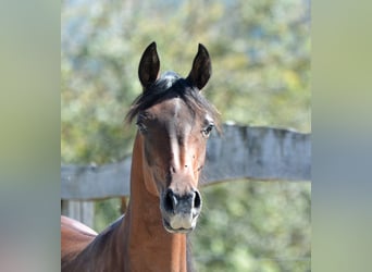 Pur-sang arabe, Étalon, 2 Ans, 155 cm, Bai