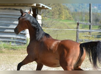 Pur-sang arabe, Étalon, 2 Ans, 155 cm, Bai