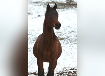 Pur-sang arabe, Étalon, 2 Ans, 155 cm, Bai