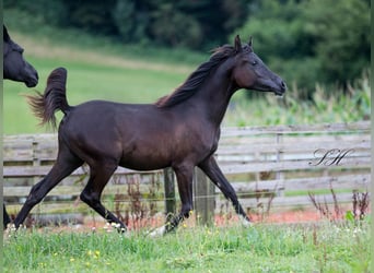 Pur-sang arabe, Étalon, 2 Ans, 155 cm, Noir