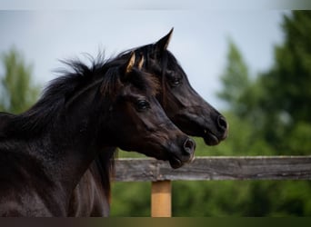 Pur-sang arabe, Étalon, 2 Ans, 155 cm, Noir