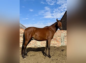 Pur-sang arabe, Étalon, 2 Ans, Bai cerise